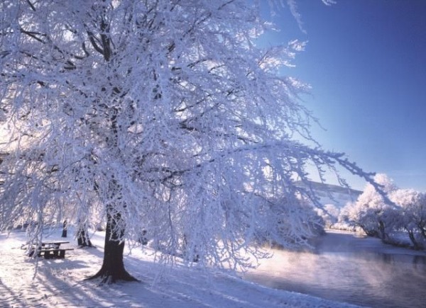 Graceful winter photograph