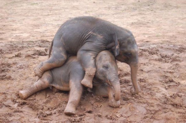 Wrestling in Mud