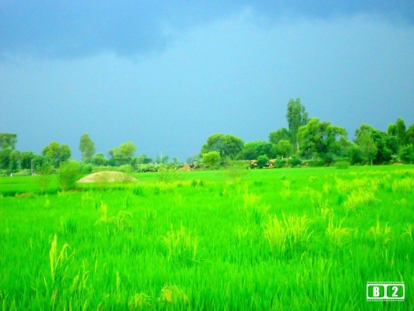 Jhone da khet