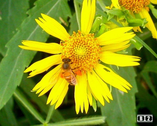 Yellow Flower With Honey Bee