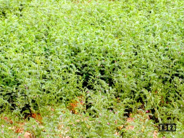 Green Chickpeas Plant