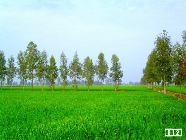 Green Wheat Grass