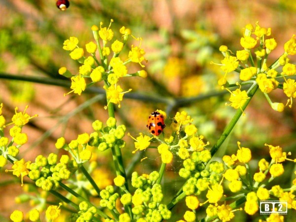 Mustard Flowers