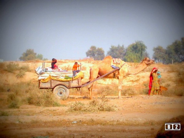 Camel Cart