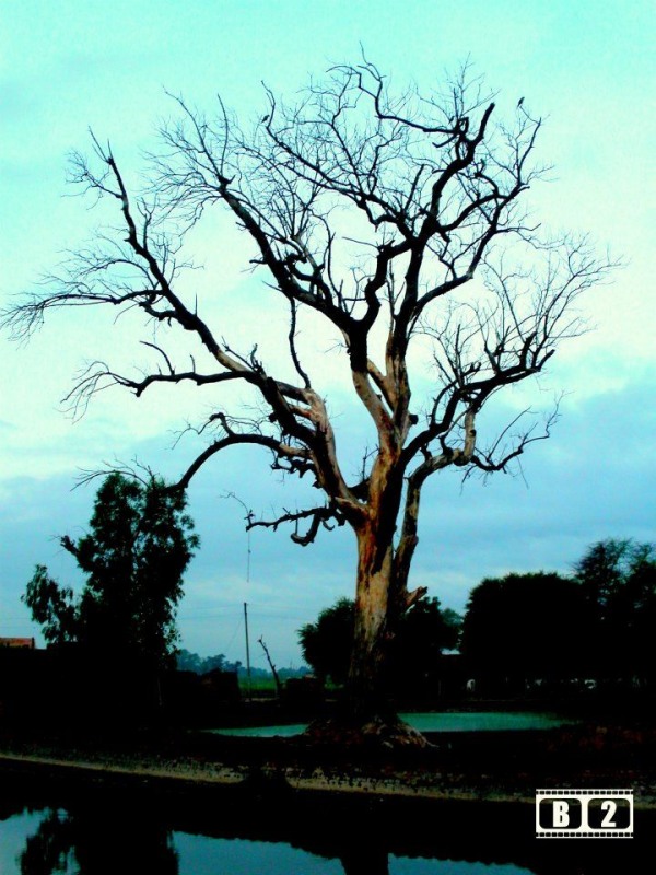 A Big Dry Tree