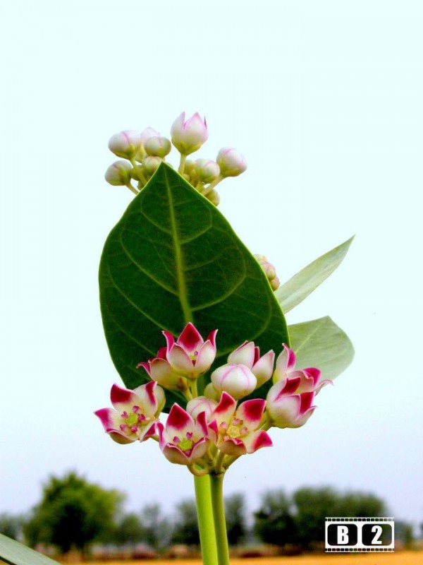 Bitter Flowers Plant