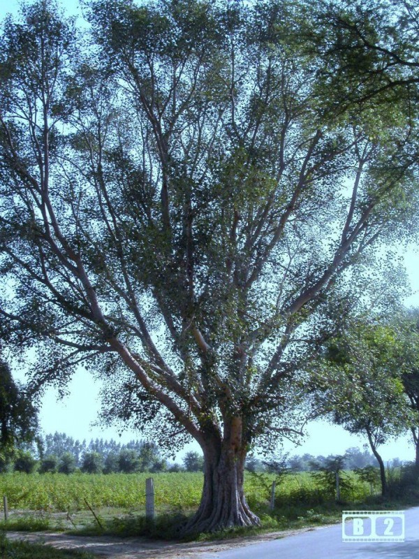 A Big Pipal Tree