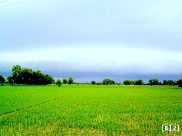 Green Farm View