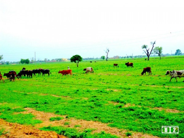 Grazing Cattles