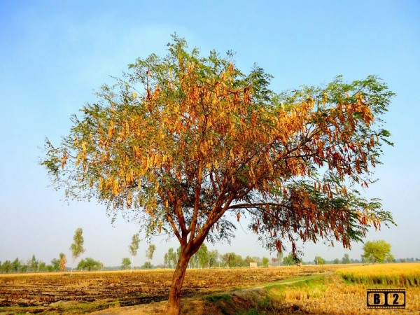 Alone Tree