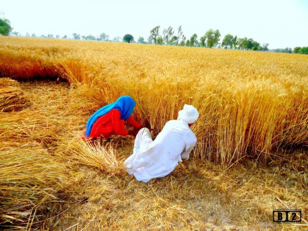 Harvest Crops