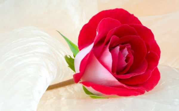 Beautiful Rose