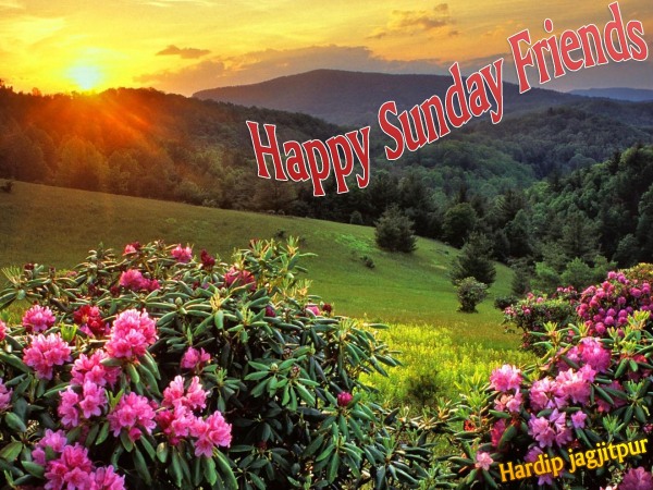 Happy Sunday Friends