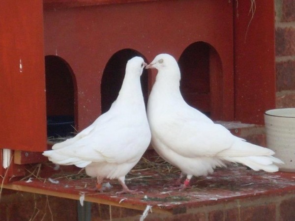 White Pigeons