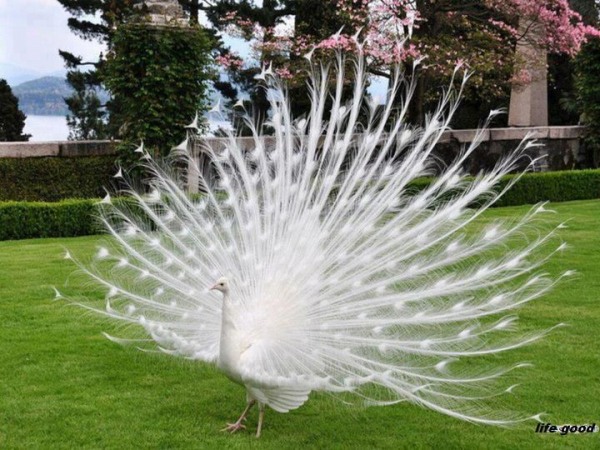 White Peacock