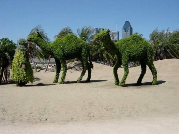 Green Camels