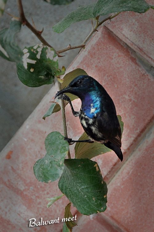 Little Black Sparrow