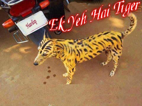 Eh Yeh Hai Tiger