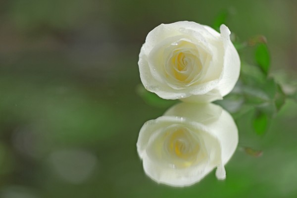 White Roses