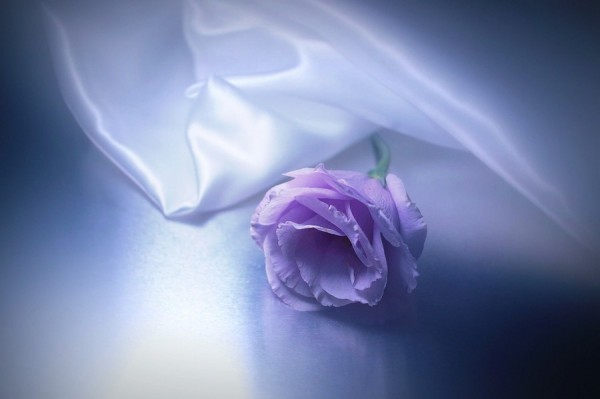 Purple Rose