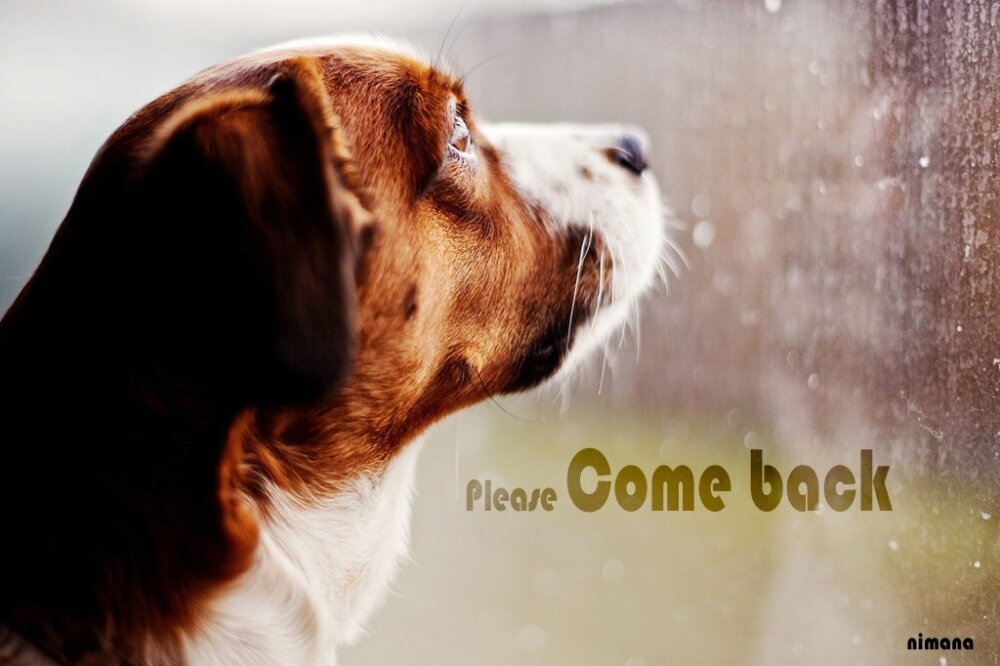 come back - come back definition