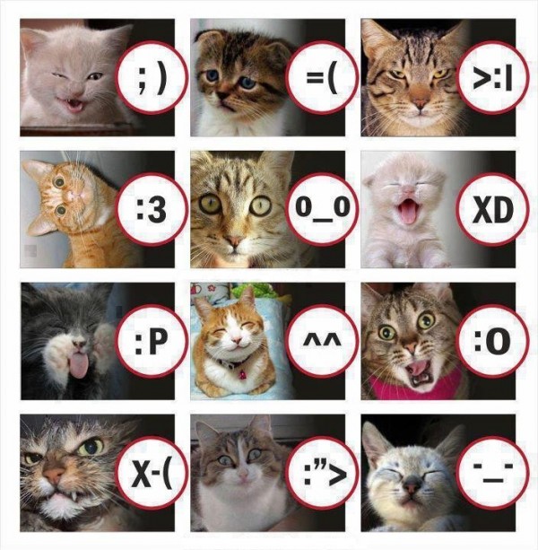 Cat Expressions