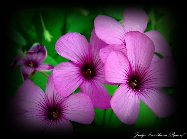 Purple Flowers