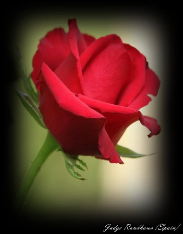 Red Rose