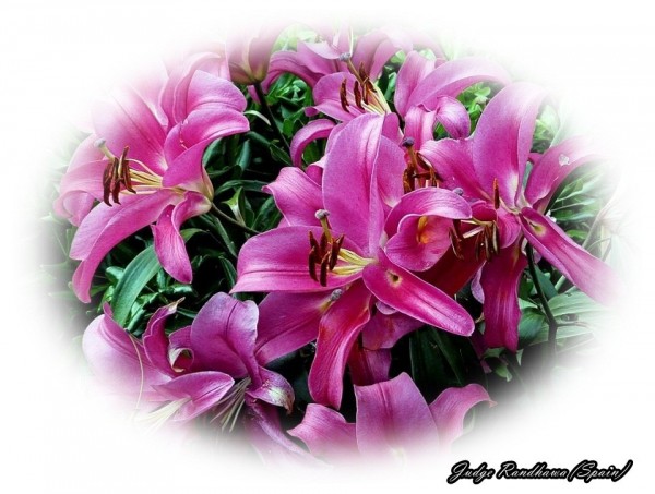 Purple Lily Flowers
