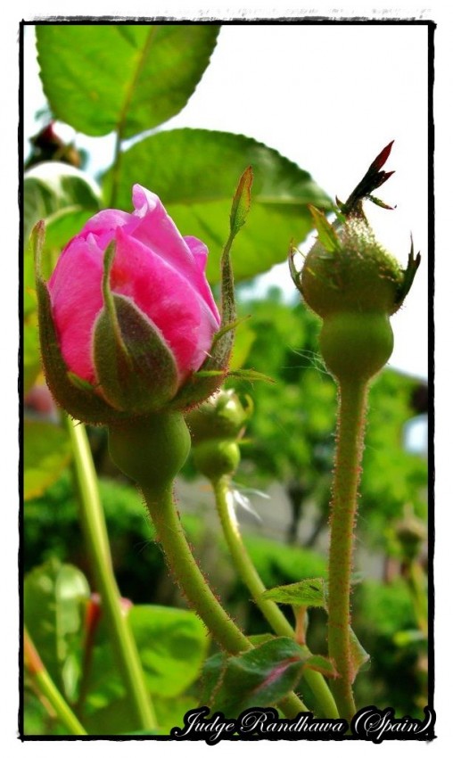 Half Bloomed Rose