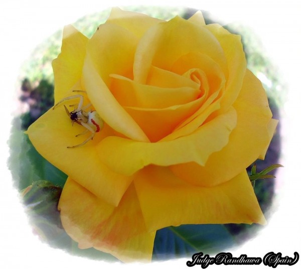 Yellow Rose