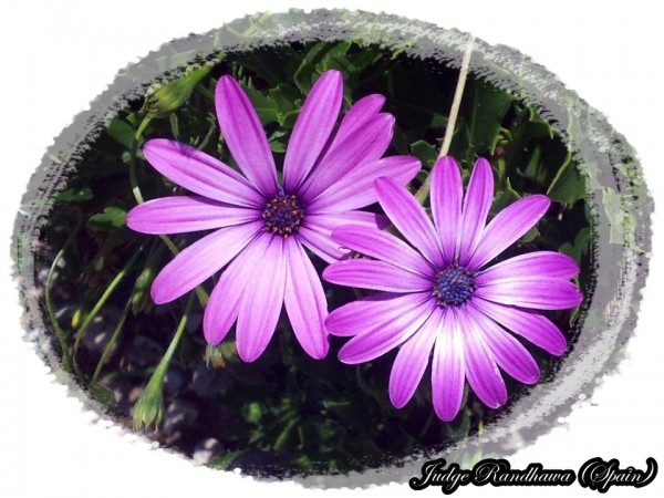 Purple Daisy Flowers