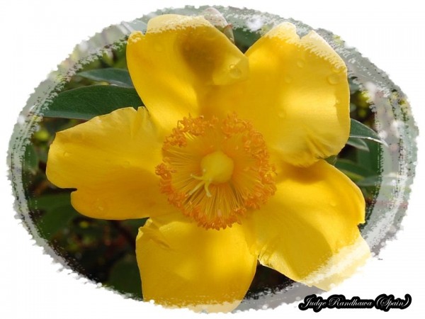 Yellow Flower