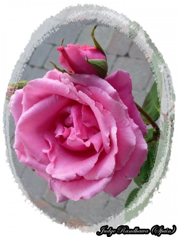 Pink Rose