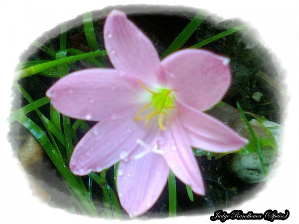 Light Pink Flower