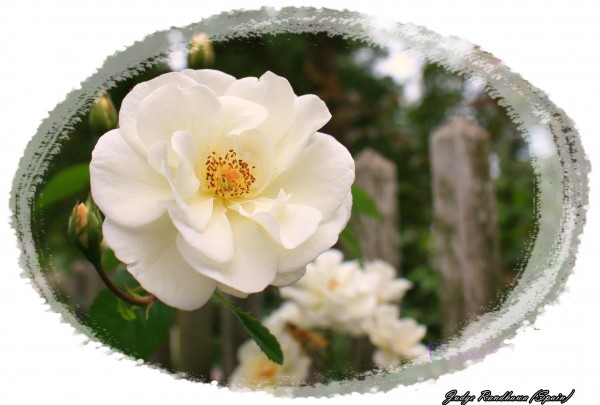 White Rose