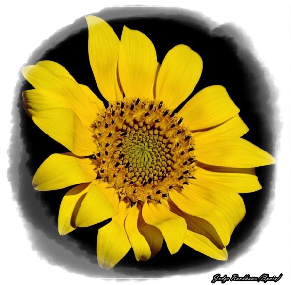 Yellow Flower