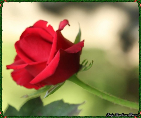 Red Rose