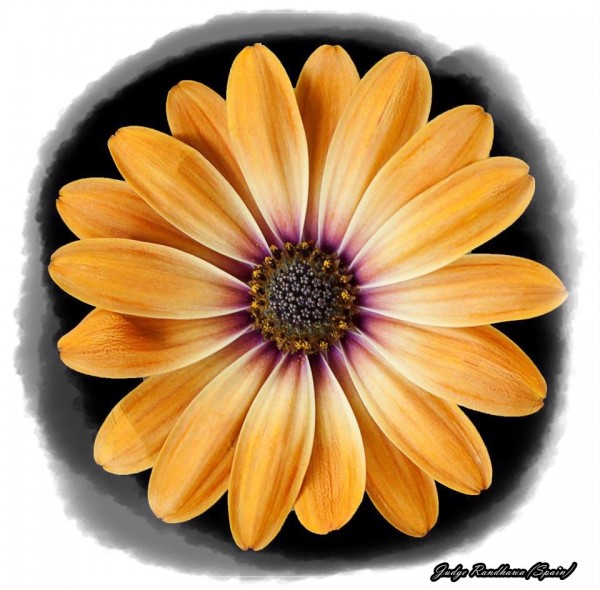 Yellow Daisy