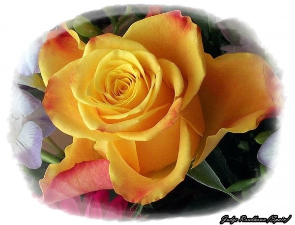 Yellow Rose