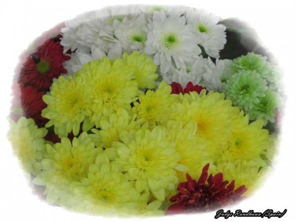 Lovable Flowers