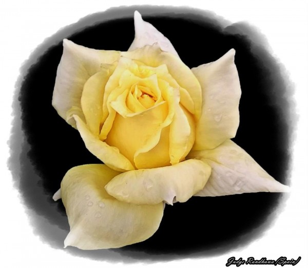 Yellow Rose