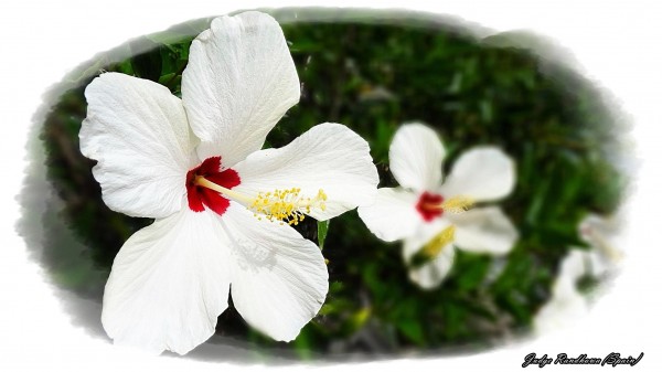 White Hibiscus