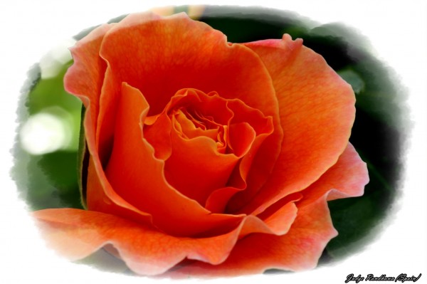 Orange Rose