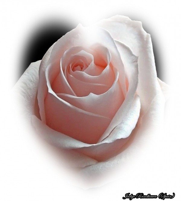 Light Red Rose - DesiComments.com