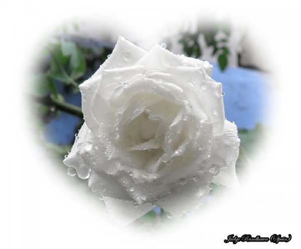 White Rose