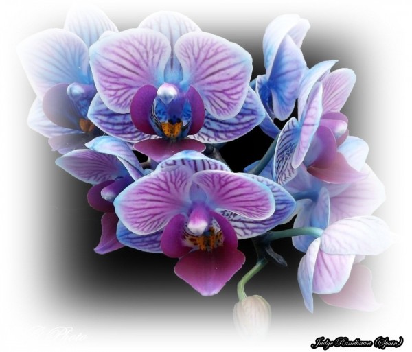 Orchid Flowers