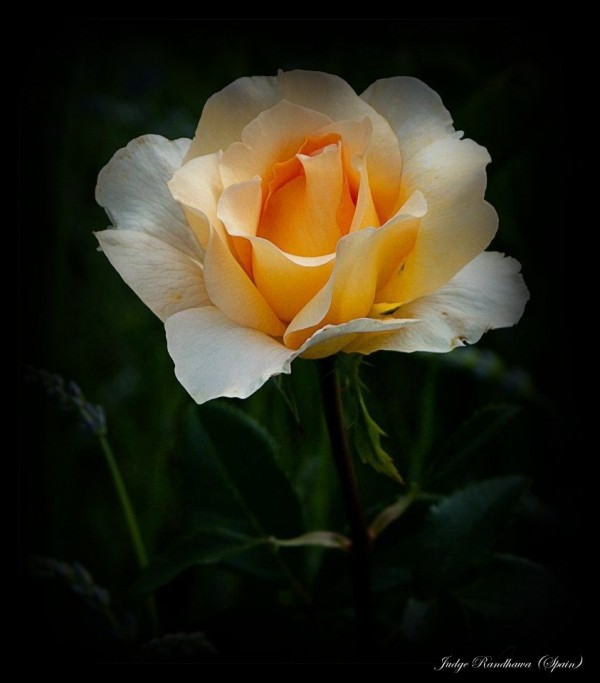 Yellowish Rose