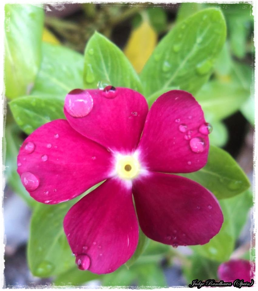 Magenta Color Flower - DesiComments.com