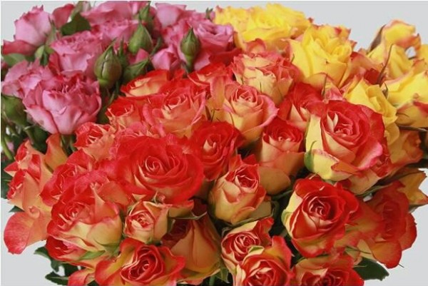 Colorful Roses